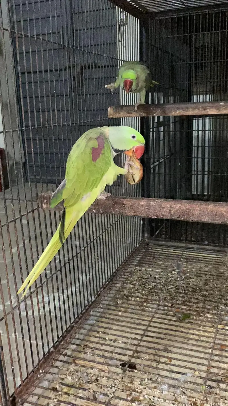 Raw pair + 1 extra Male — photo 2