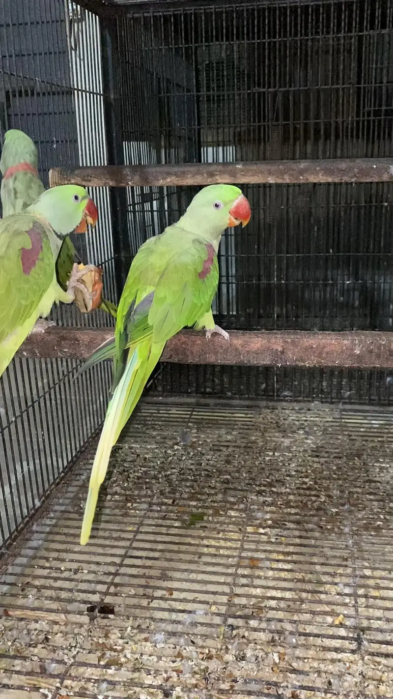 Raw pair + 1 extra Male — photo 3