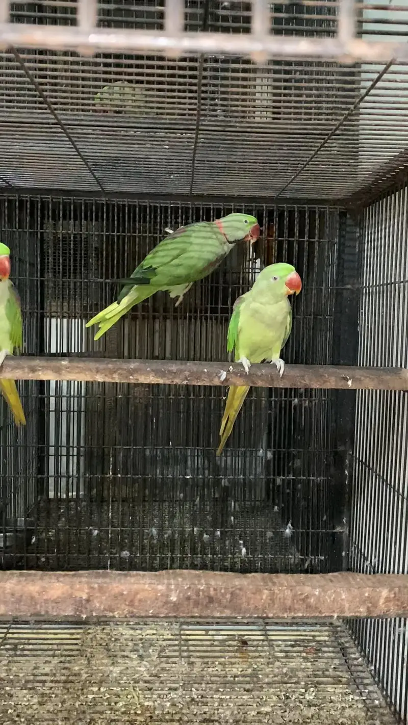 Raw pair + 1 extra Male — photo 6