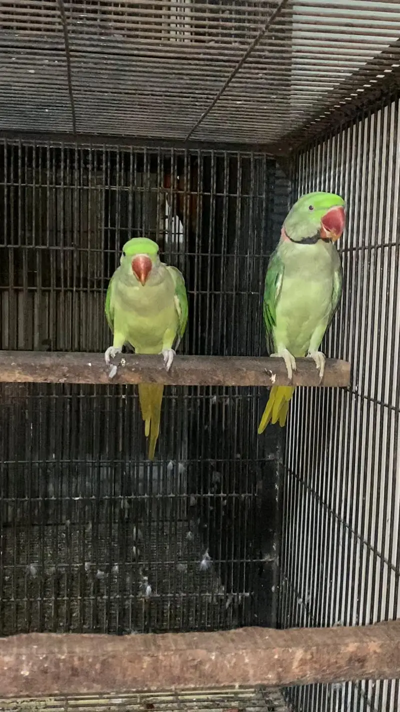 Raw pair + 1 extra Male — photo 7