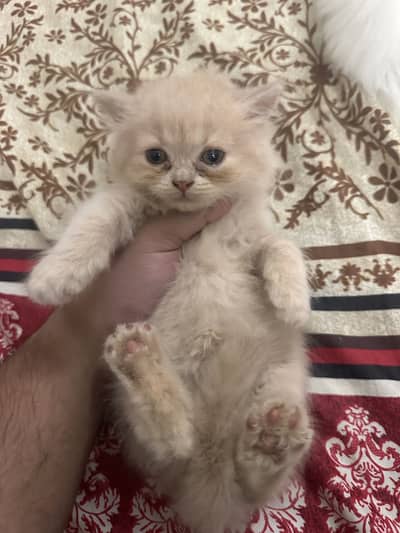 Persian Triple Coat Female Kittens