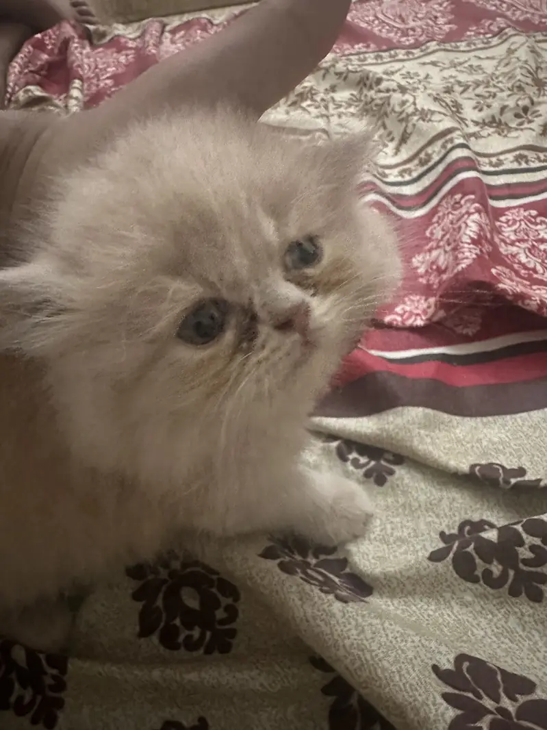 Persian Triple Coat Female Kittens — photo 2