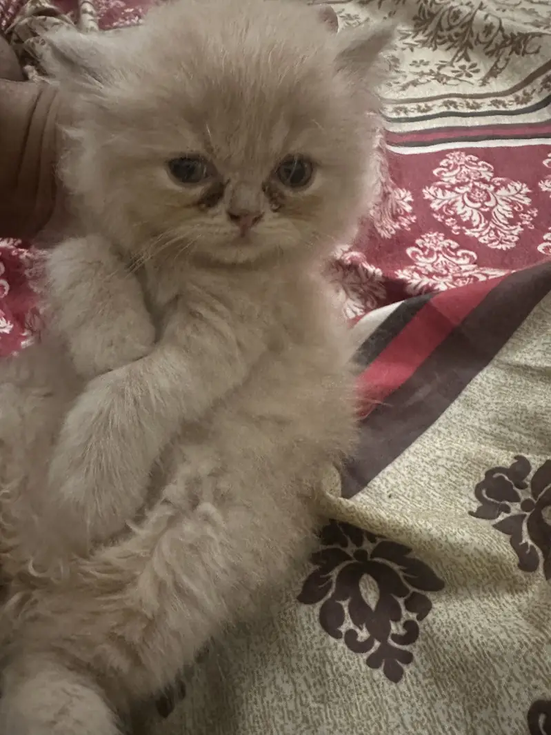 Persian Triple Coat Female Kittens — photo 3