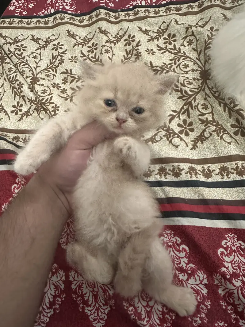 Persian Triple Coat Female Kittens — photo 4