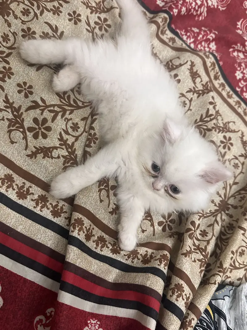 Persian Triple Coat Female Kittens — photo 5