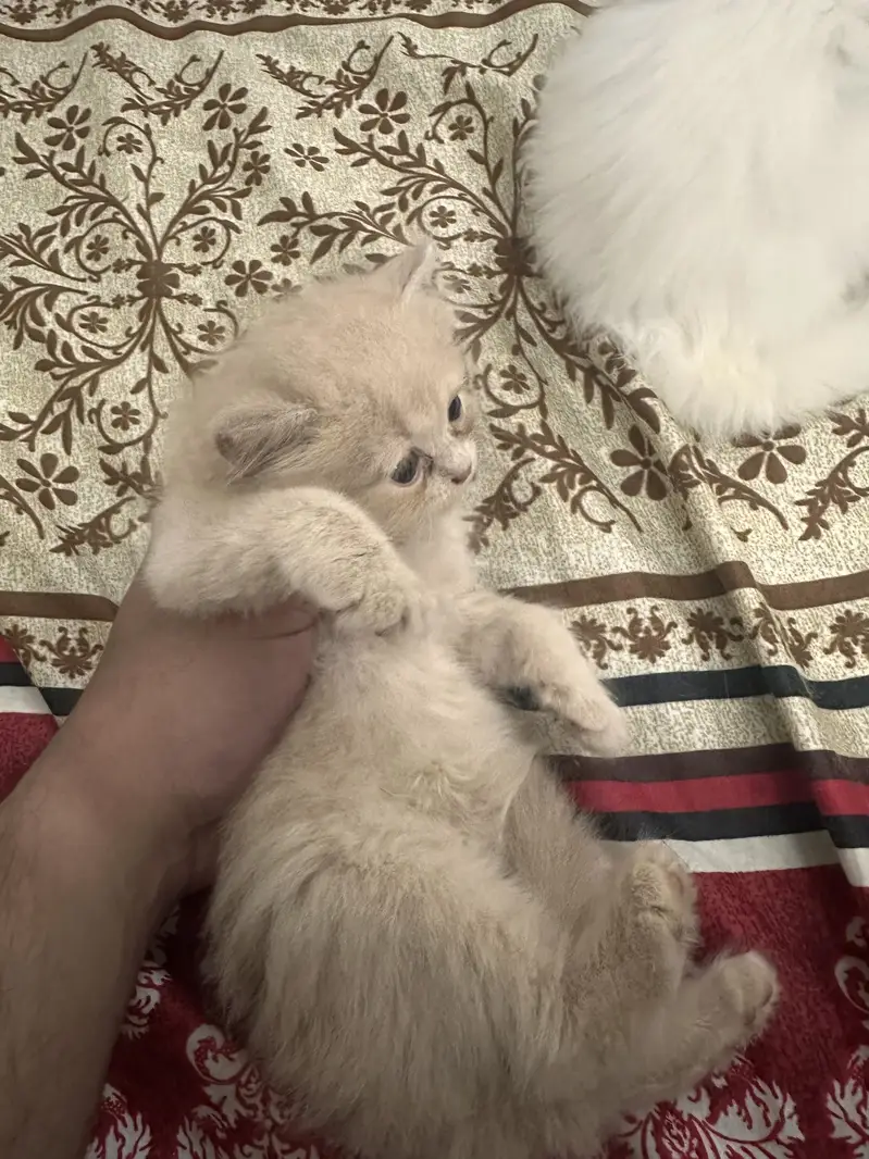 Persian Triple Coat Female Kittens — photo 6
