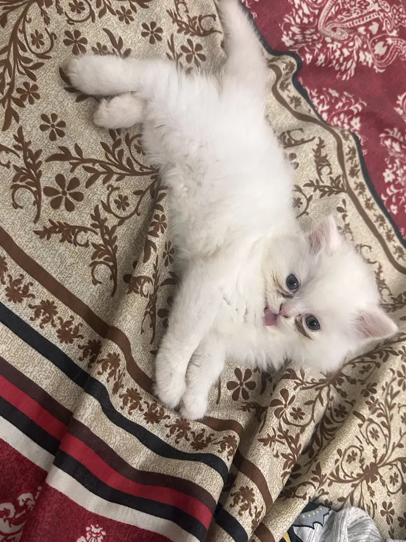 Persian Triple Coat Female Kittens — photo 7