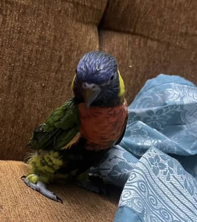 Rainbow lorikeet