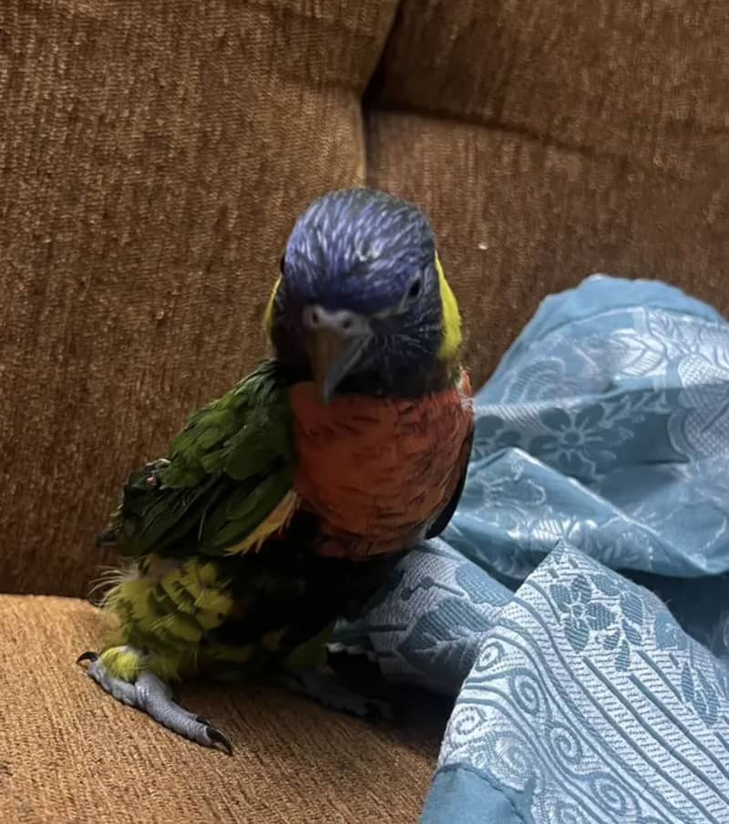 Rainbow lorikeet 0