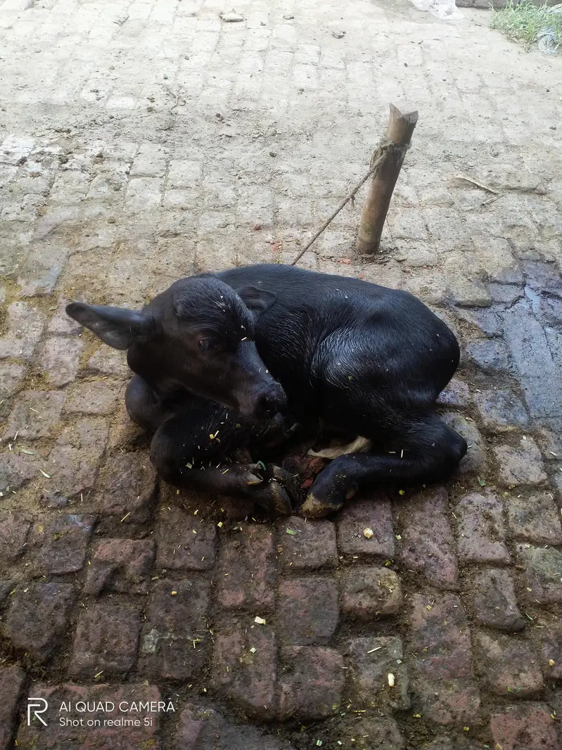 jhoti taza Sui boht achi — photo 2