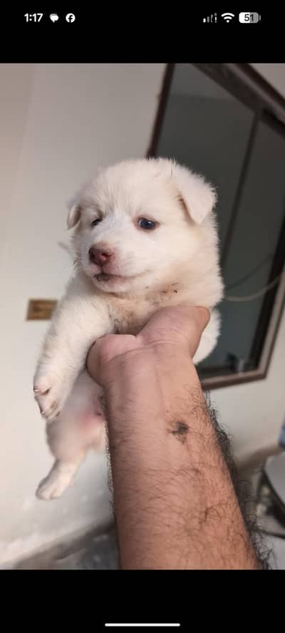 dog for sale Russian and husky mix bread triple coat