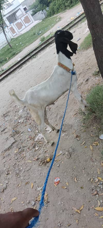 bakra