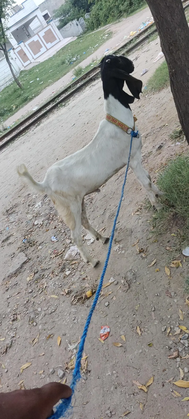 bakra