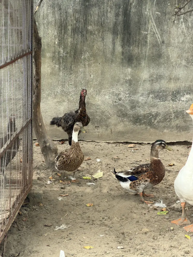Goose Pair — photo 2