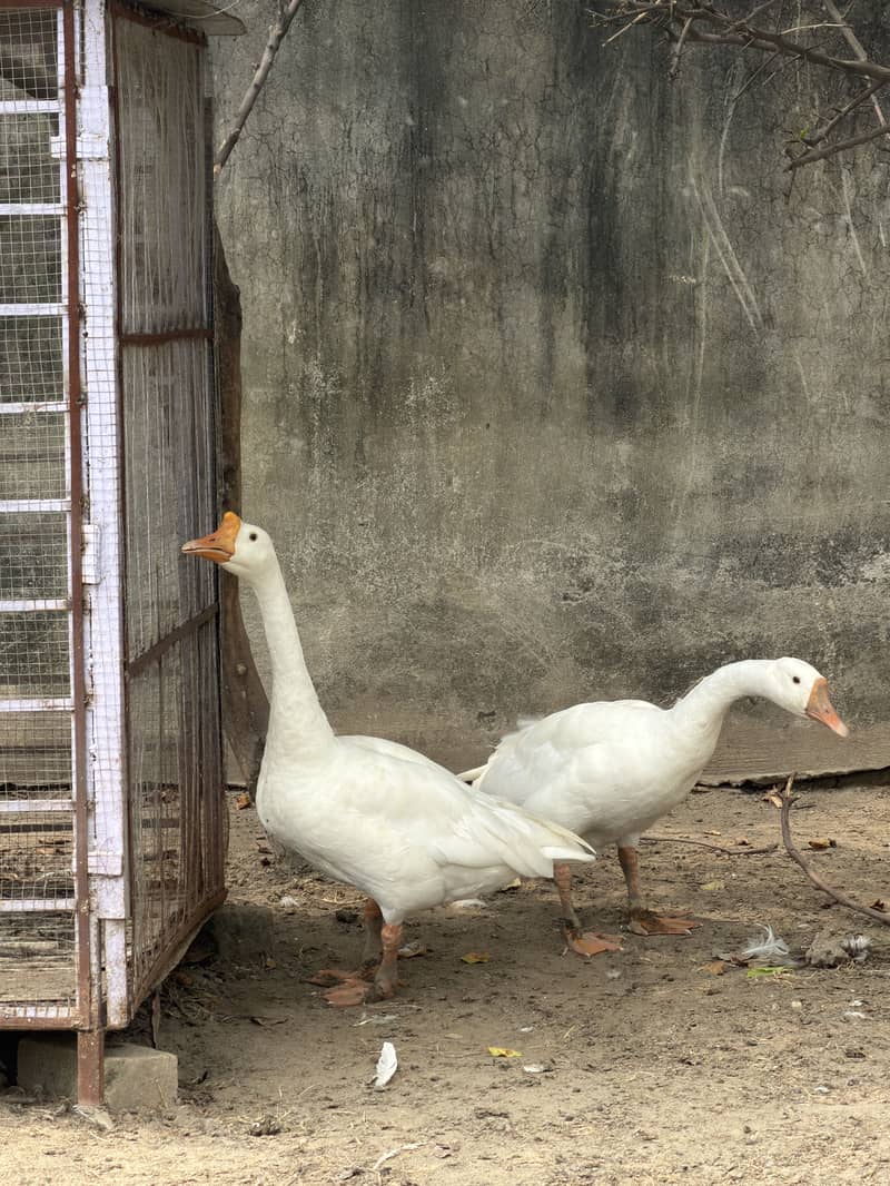 Goose Pair 2