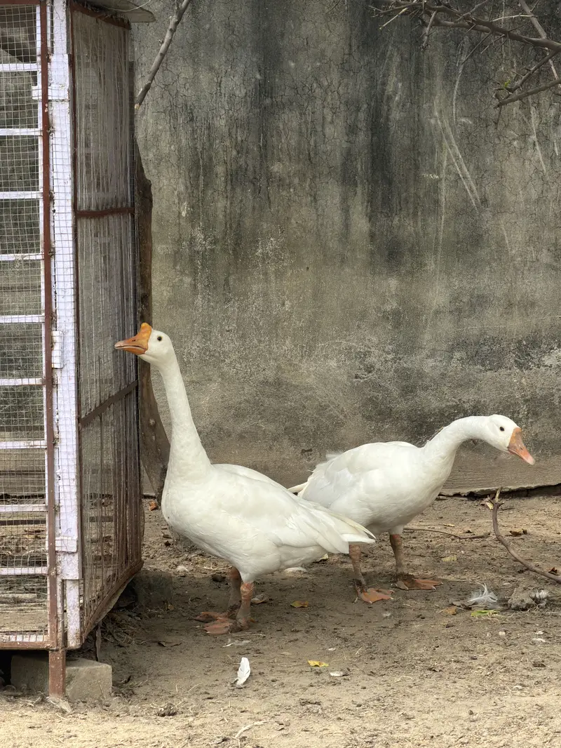 Goose Pair — photo 3