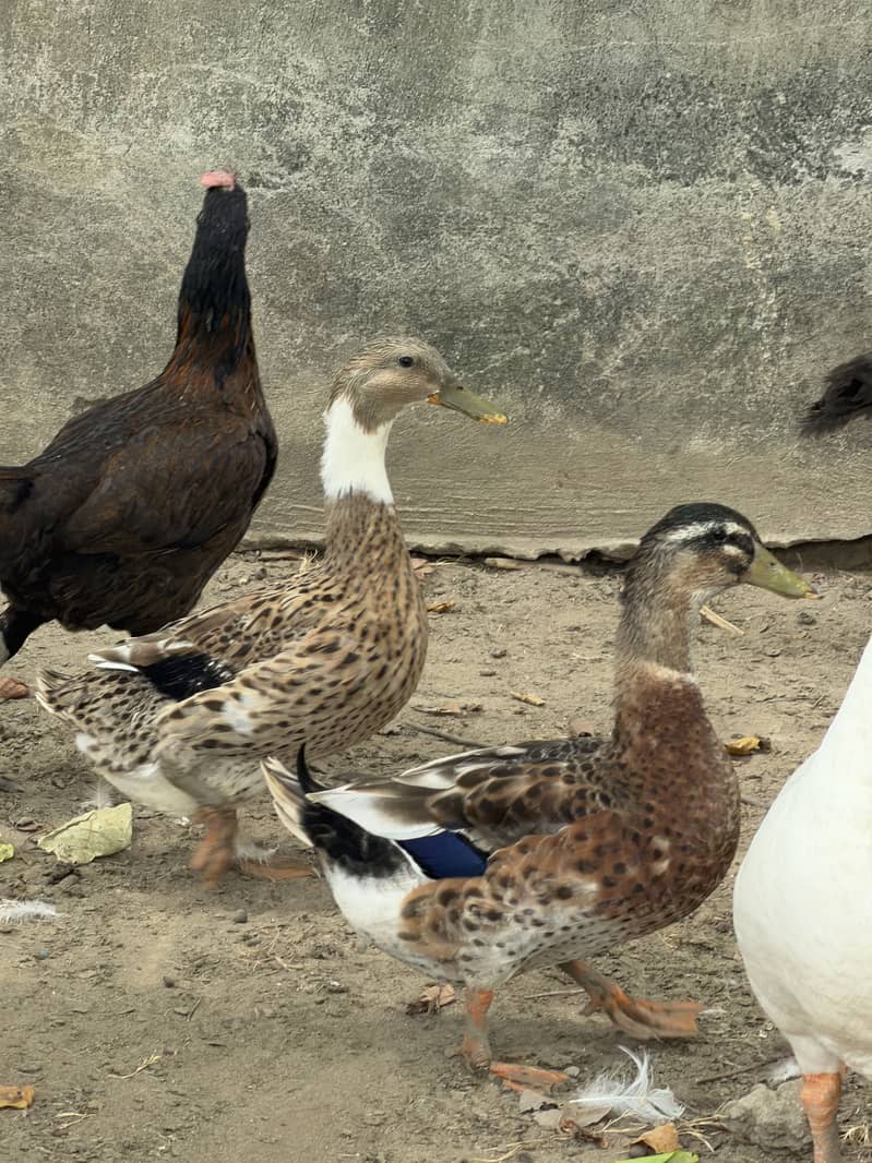 Goose Pair 3