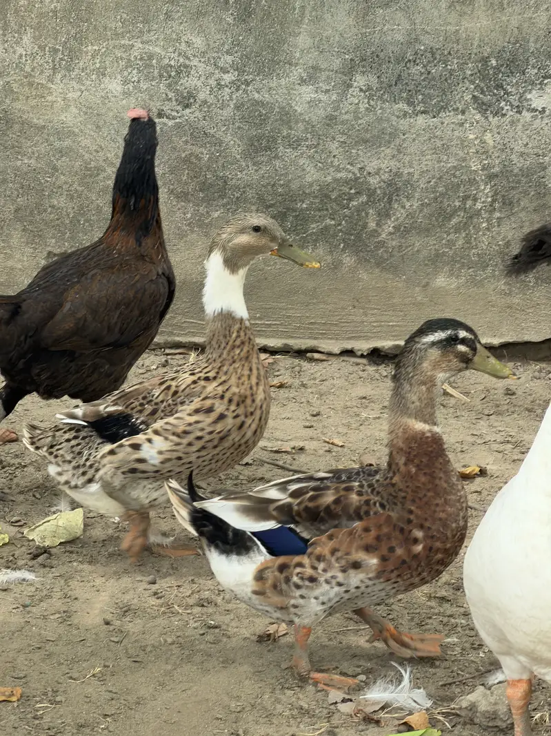 Goose Pair — photo 4
