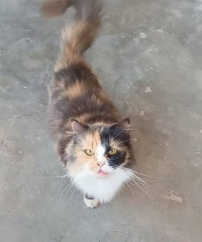 Persian cat for sell
