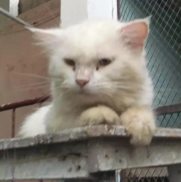 Persian cat for sell — photo 2