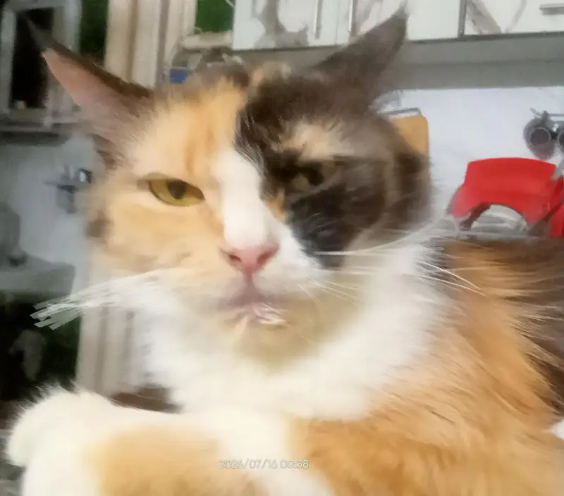 Persian cat for sell — photo 3