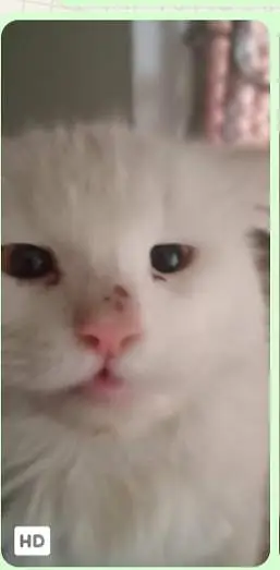 Persian cat for sell — photo 4