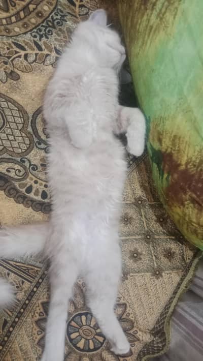vaccinated cat Whatsapp number 0 3 1 3 5 7 5 4 5 4 8 phone number