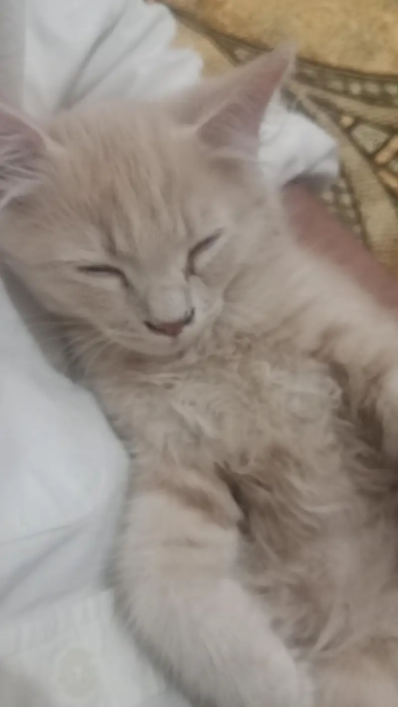 vaccinated cat Whatsapp number 0 3 1 3 5 7 5 4 5 4 8 phone number — photo 2