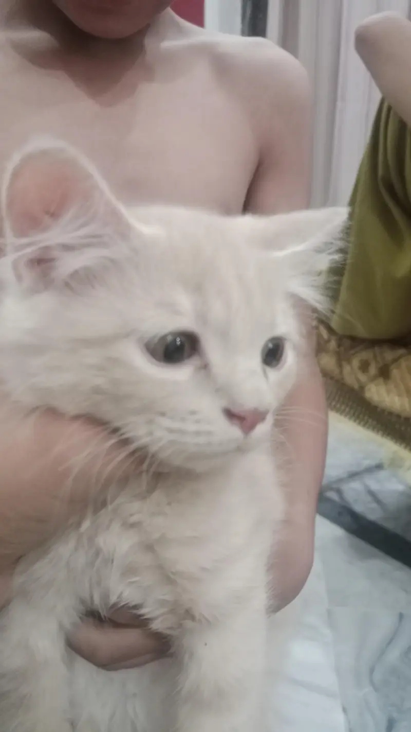 vaccinated cat Whatsapp number 0 3 1 3 5 7 5 4 5 4 8 phone number — photo 3