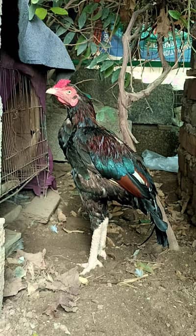 Quality Aseel home breed