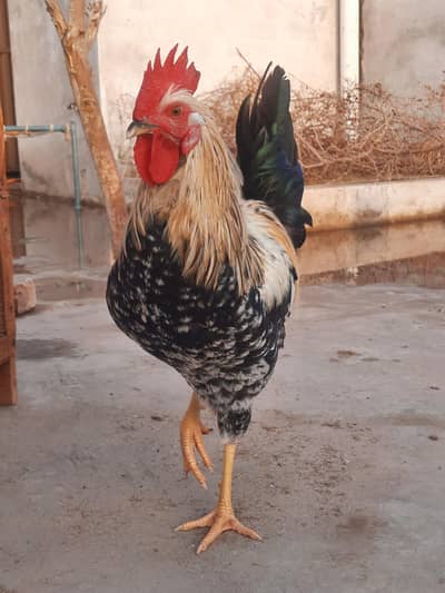 Golden Misri Rooster | 1.6kg
