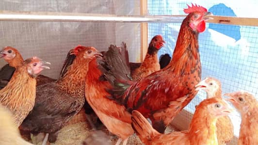 Golden Misri Hens | Desi Murghi | Andon wali Murghi
