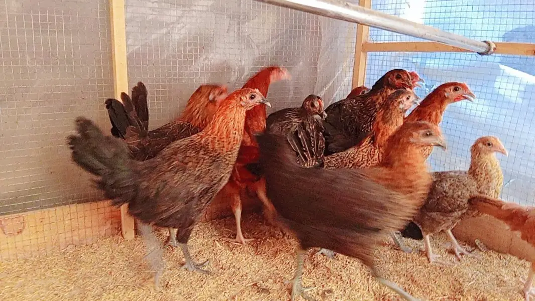 Golden Misri Hens | Desi Murghi | Andon wali Murghi — photo 2