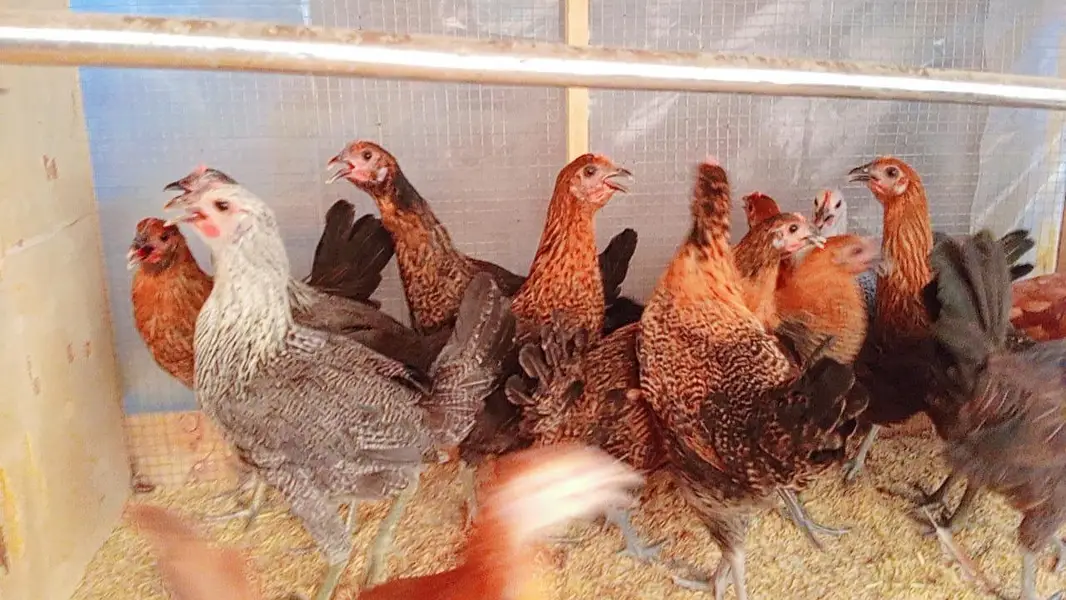 Golden Misri Hens | Desi Murghi | Andon wali Murghi — photo 3