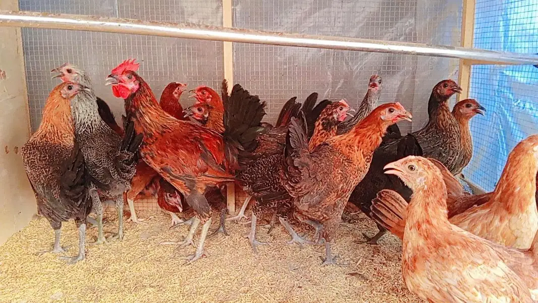 Golden Misri Hens | Desi Murghi | Andon wali Murghi — photo 4