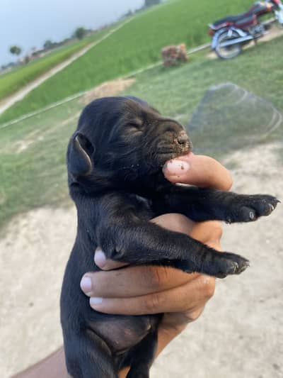 Labrador X Golden Black Retriever