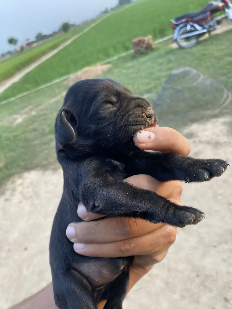 Labrador X Golden Black Retriever