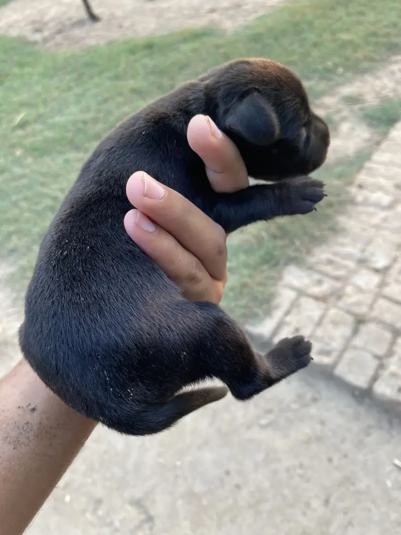 Labrador X Golden Black Retriever — photo 3