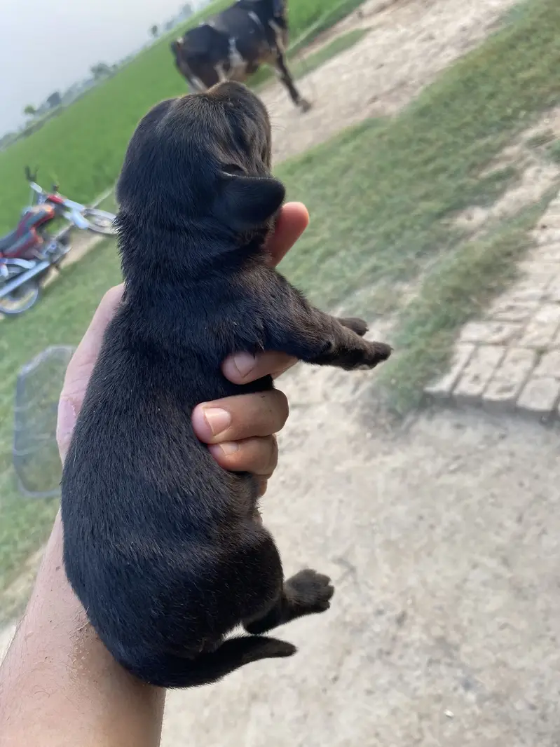 Labrador X Golden Black Retriever — photo 4