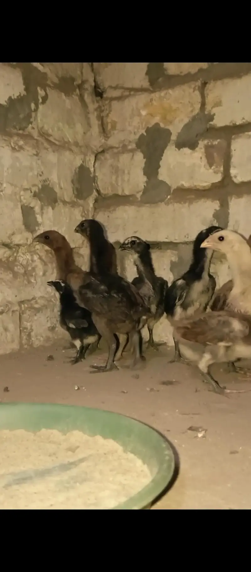 Dragon CHICK'S imported — photo 5