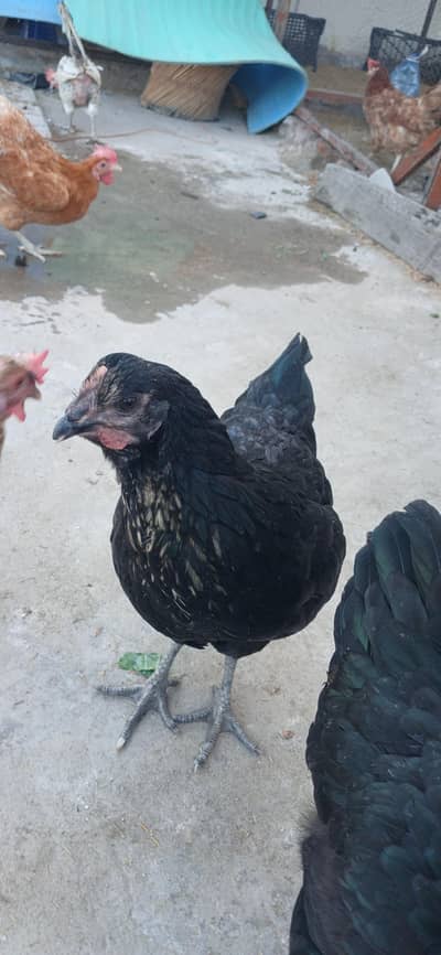 Lohmann Black Hen