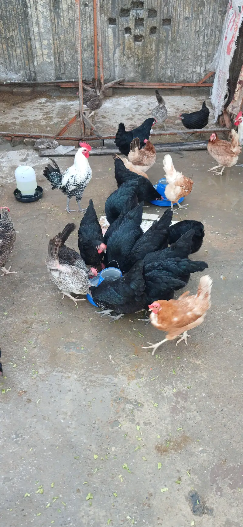 Lohmann Black Hen — photo 2