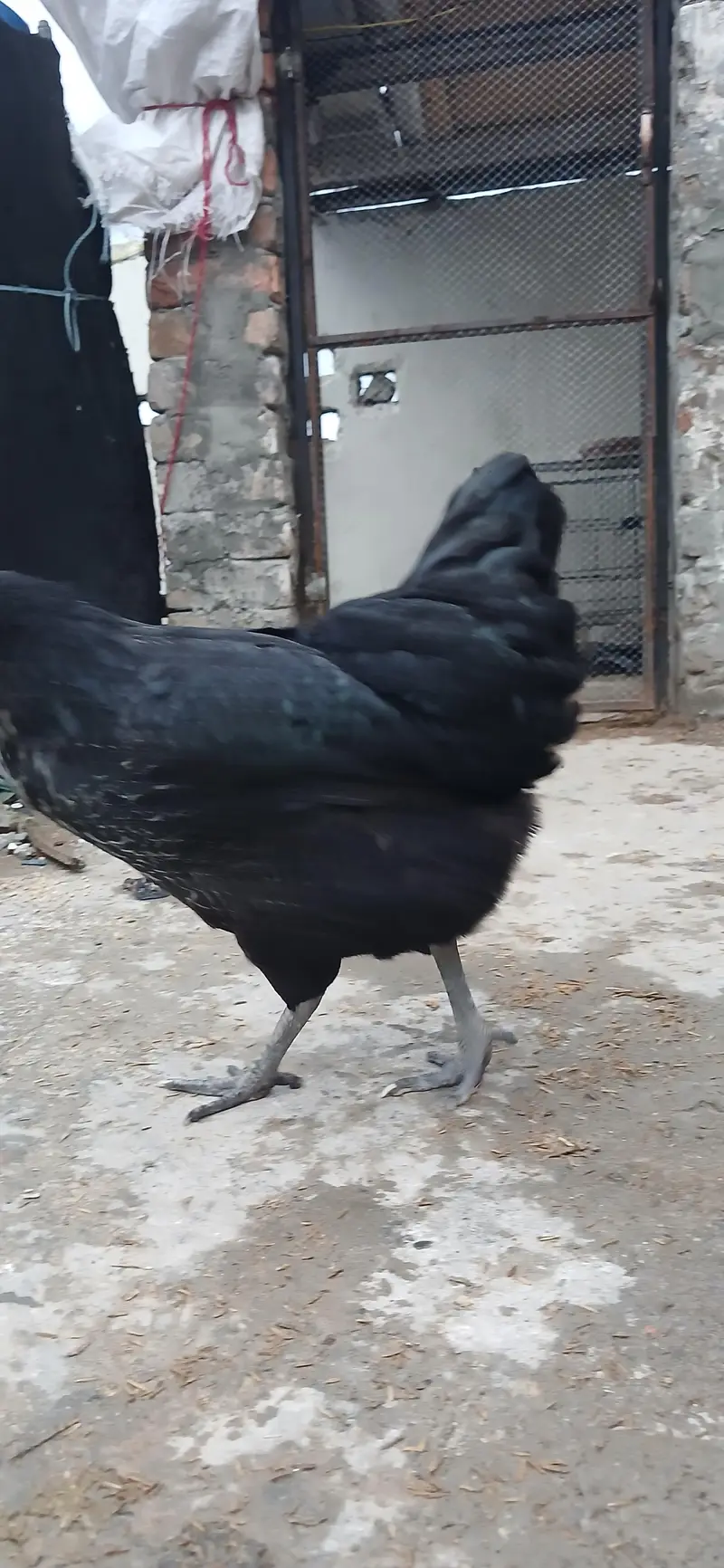 Lohmann Black Hen — photo 3