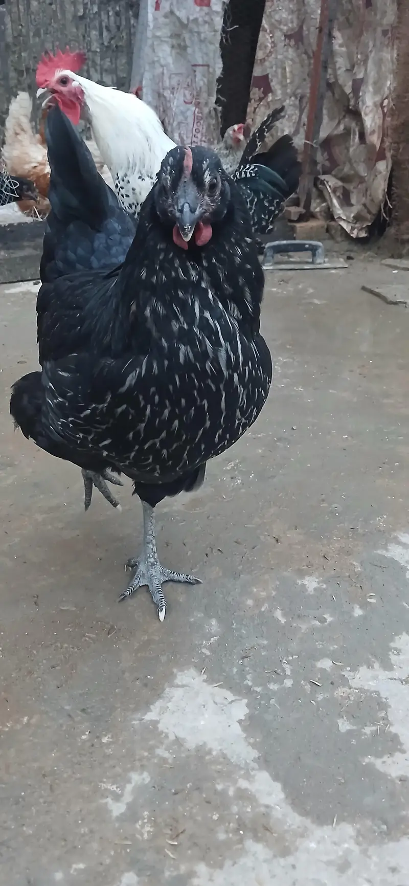 Lohmann Black Hen — photo 4