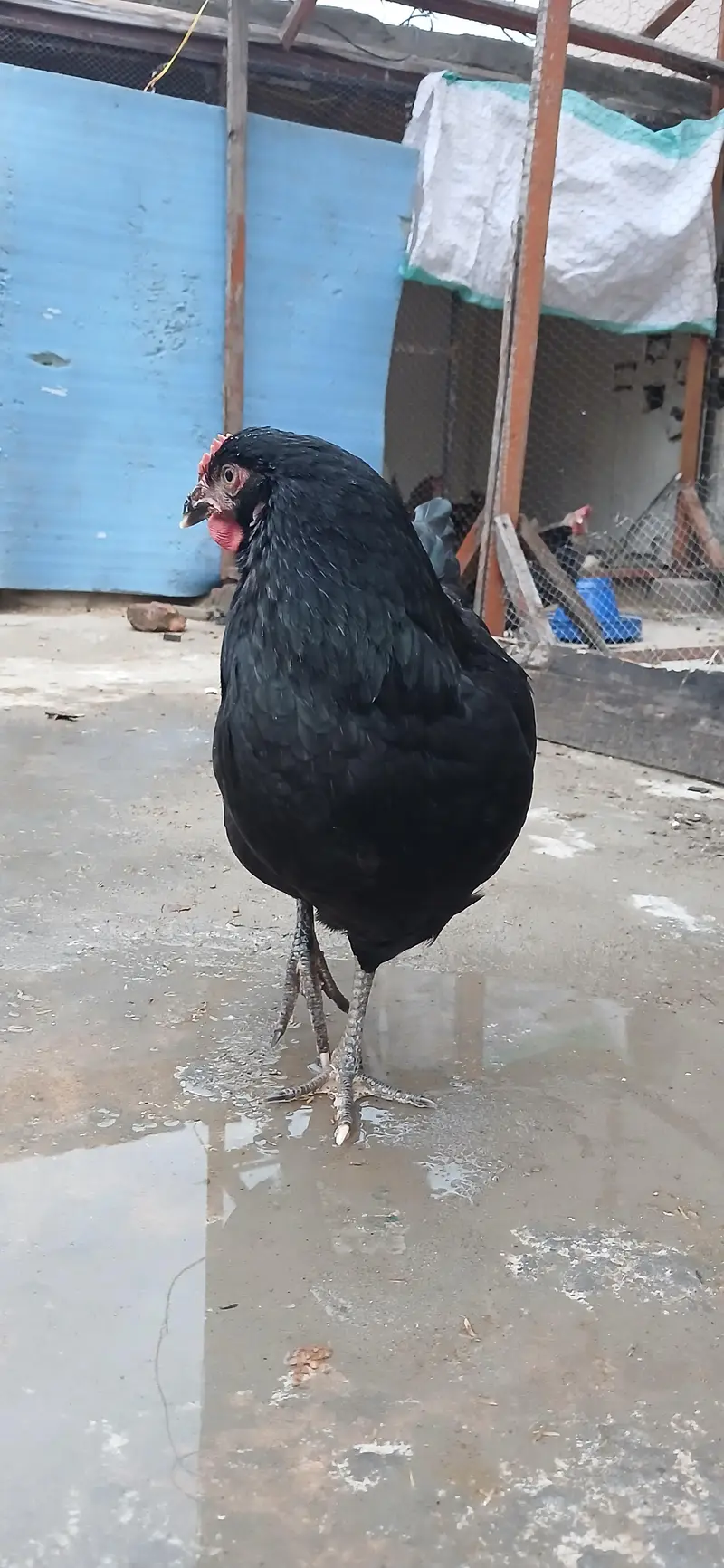 Lohmann Black Hen — photo 5