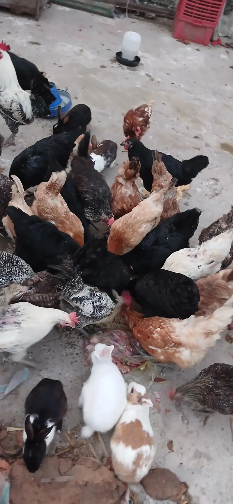 Lohmann Black Hen — photo 6