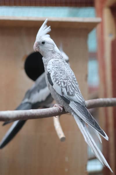 cocktails pair
