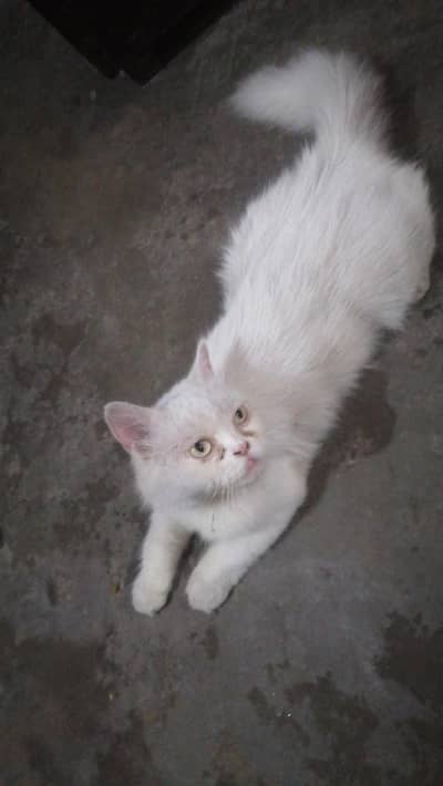 cats persian