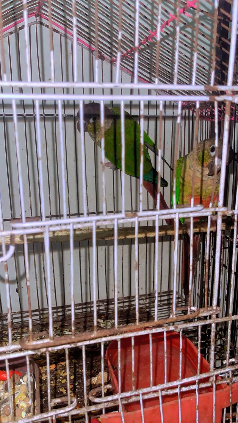 Conure parrot with cage age 2.5years plus ha