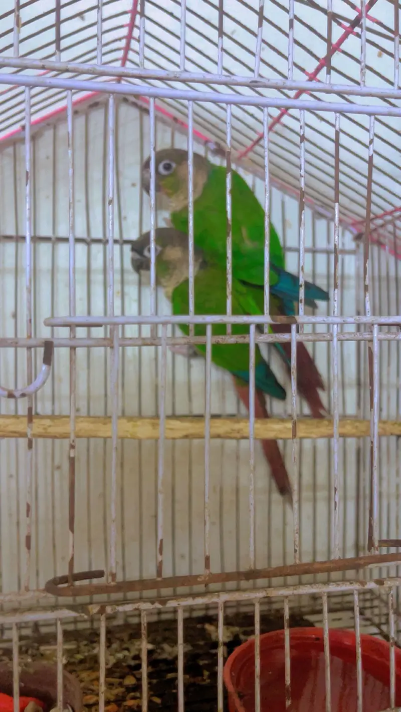 Conure parrot with cage age 2.5years plus ha — photo 2
